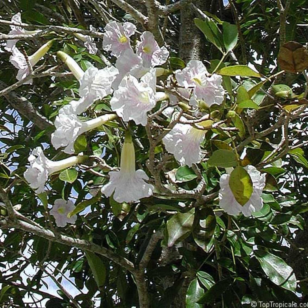 بذور شجرة التابوبيا البيضاء Tabebuia hypoleuca