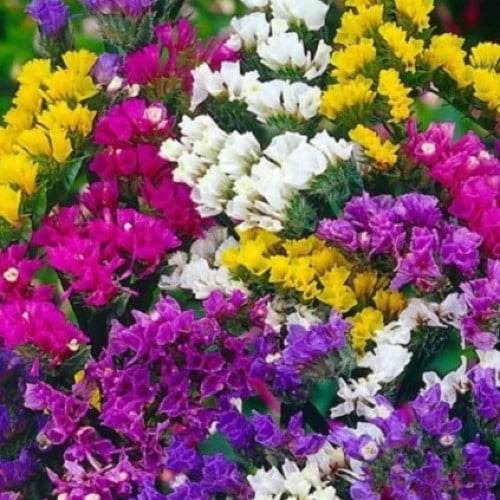 بذور زهرة ستاتيس (ليمونيوم) Limonium sinuatum