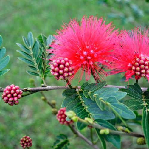 بذور شجرة كلياندرا (Calliandra)