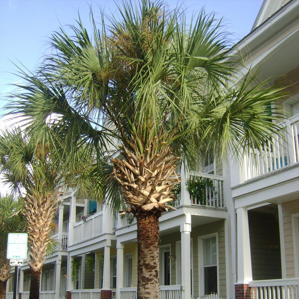 بذور نخيل سابال (ذيل الطاووس) (Sabal palmetto)