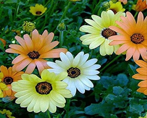 بذور زهرة الديمورفوتيكا (Dimorphotheca app)