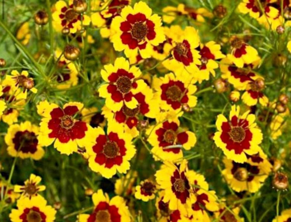 بذور زهرة الكوريوبسس
