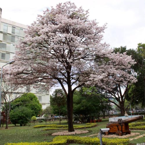 بذور شجرة التابوبيا البيضاء Tabebuia hypoleuca