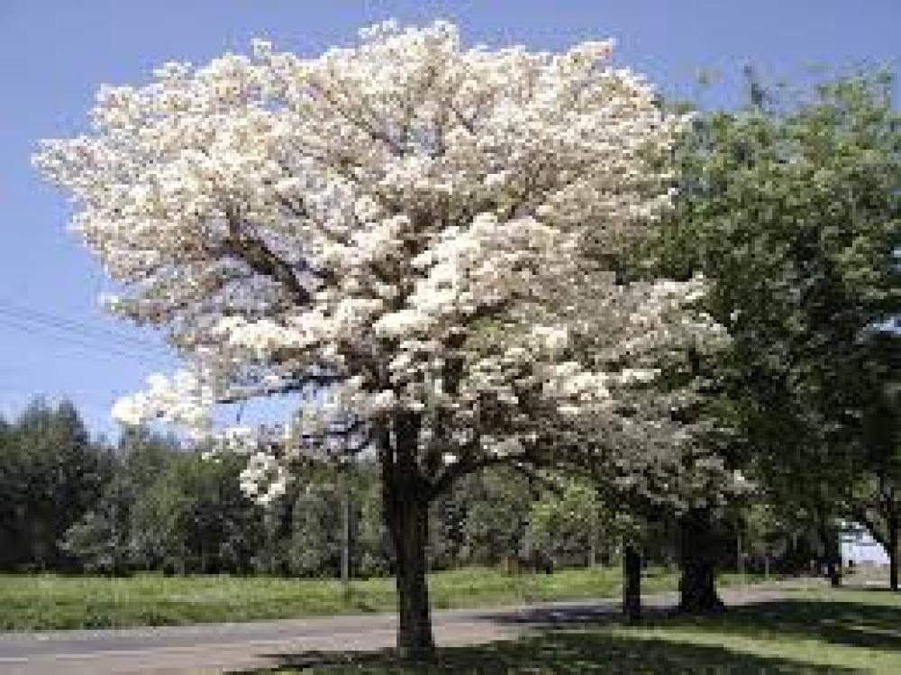 بذور شجرة التابوبيا البيضاء Tabebuia hypoleuca