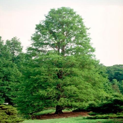 بذور شجرة تاكسوديم (Taxodium distichum)