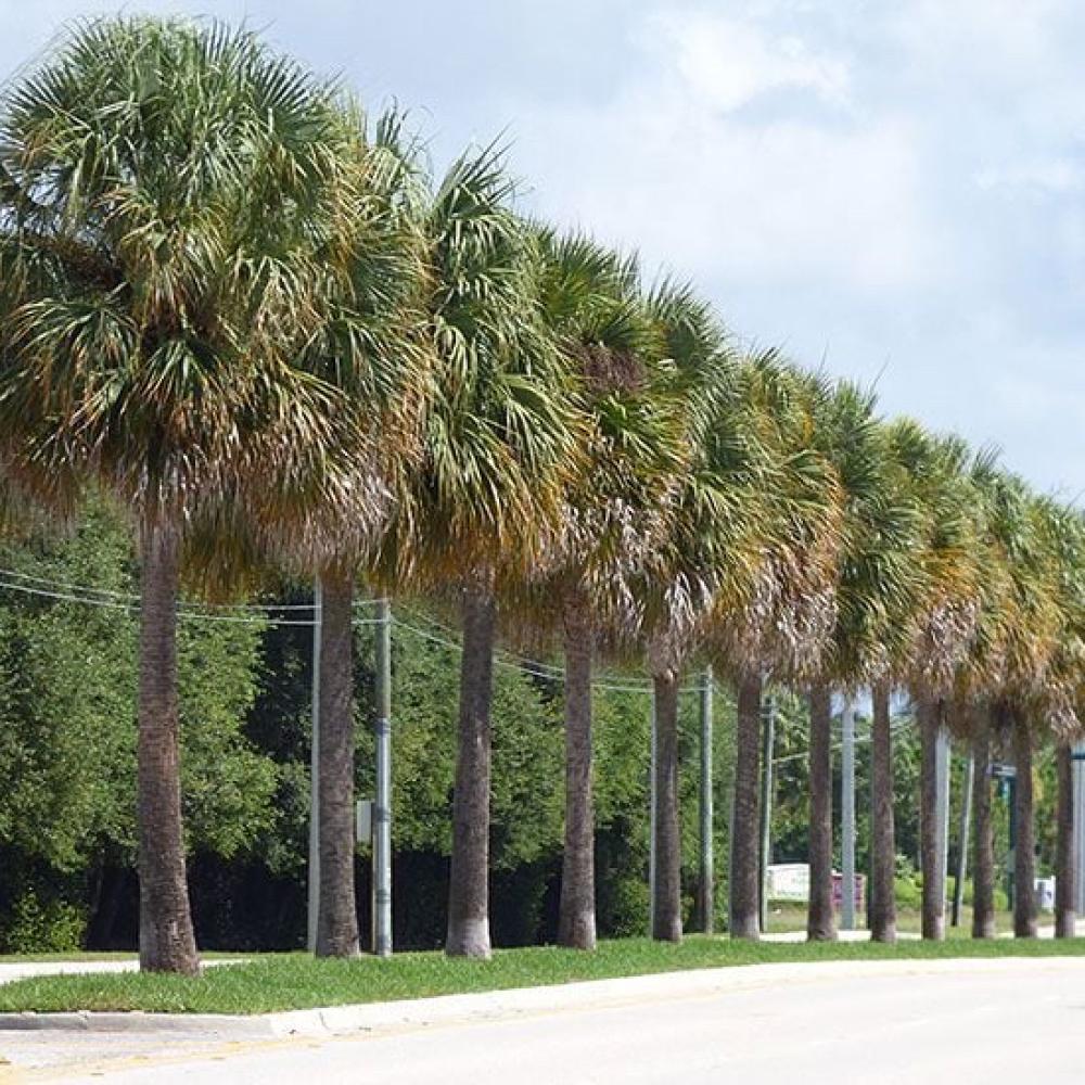 بذور نخيل سابال (ذيل الطاووس) (Sabal palmetto)