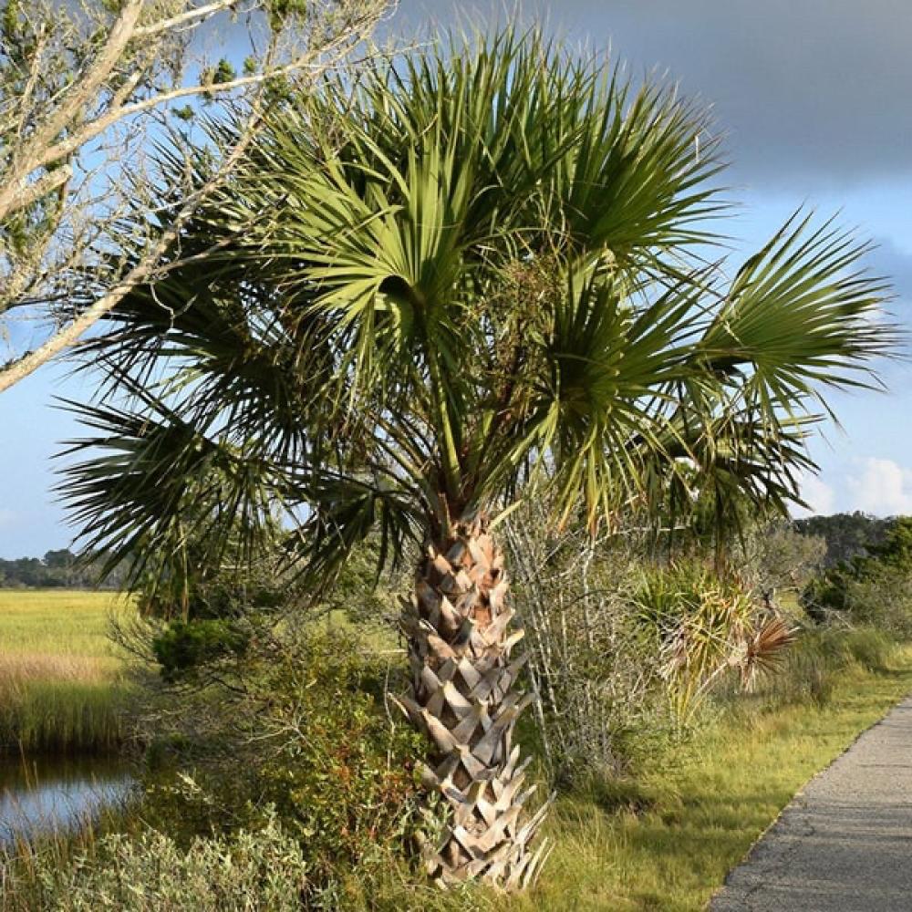بذور نخيل سابال (ذيل الطاووس) (Sabal palmetto)