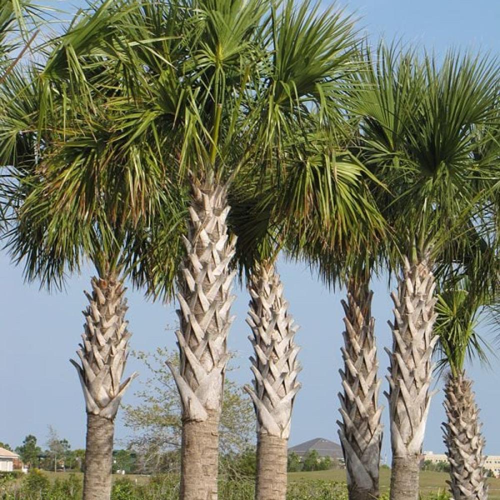 بذور نخيل سابال (ذيل الطاووس) (Sabal palmetto)