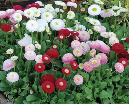 بذور زهرة البكرت (Bellis perennis)