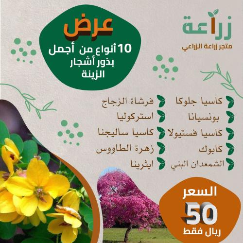 بذور تشيكلة من أشجار الزينة والظل