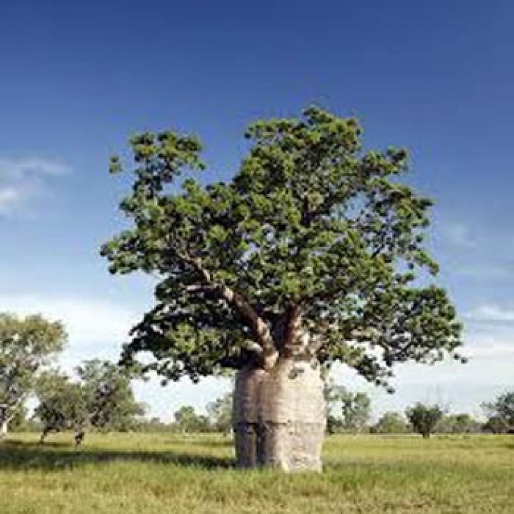 E tree. Баобаб бутылочное дерево. Дерево баобаб Австралия. Баобаб Грегори Австралия. Баобаб это широколиственное дерево.