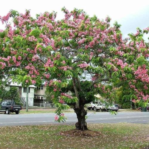 شجرة كاسيا جرانديز Cassia Grandis