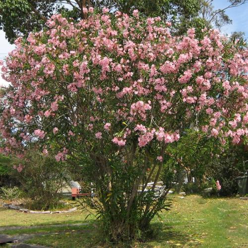 بذور شجرة الدفلة الوردي (Nerium oleander)