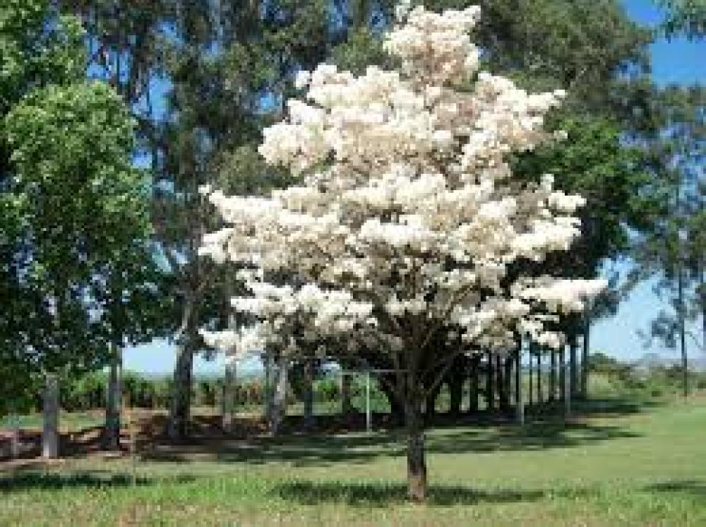 بذور شجرة التابوبيا البيضاء Tabebuia hypoleuca
