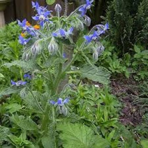 بذور نبات خبز النحل Borage officinalis