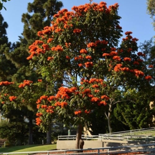 بذور شجرة الخزامى الأفريقية Spathodea campanulata