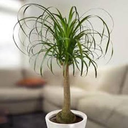 بذور نبات النولينا (رجل الفيل) Nolina recurvata