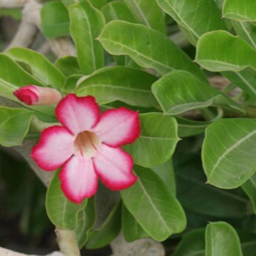 بذور شجرة الأدينيوم ( العدنة )