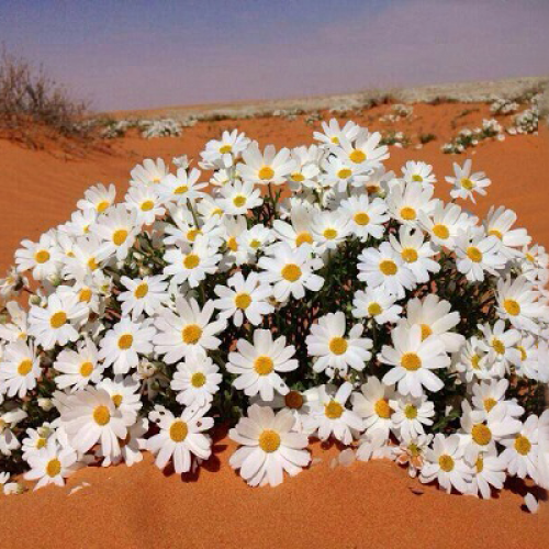 الأقحوان البري ( القحويان )