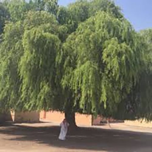 بذور شجرة الغاف