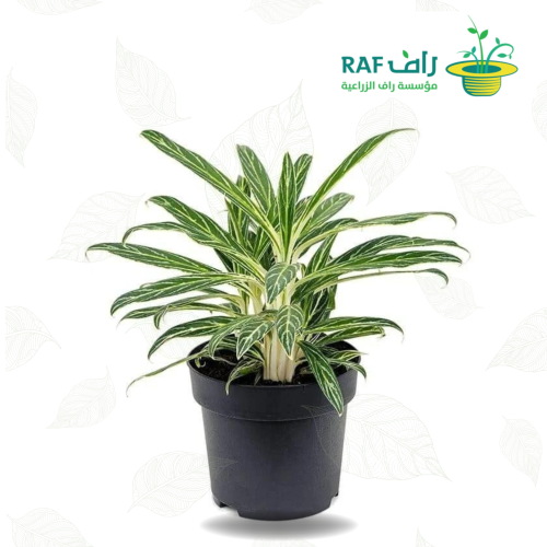 Aglaonema Zebra Feathers - اجلونيما ريش الحمار الو...