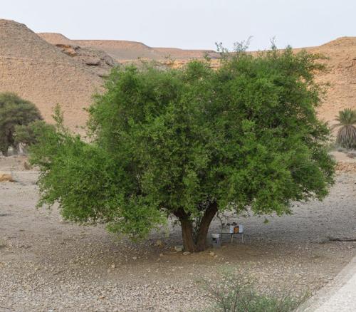 السدر البلدي