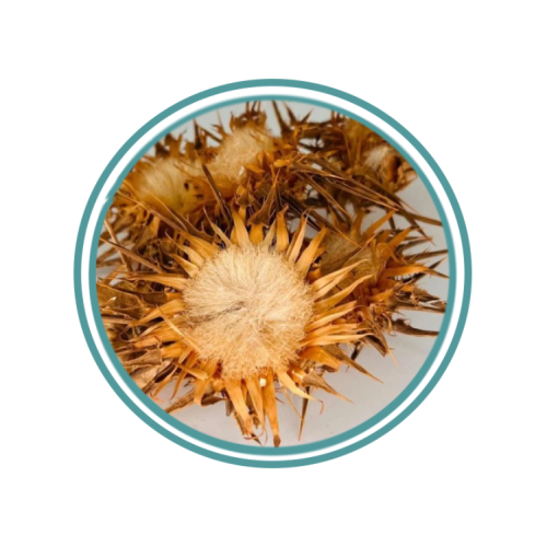 زهرة حليب الشوك(شوك الجمل)