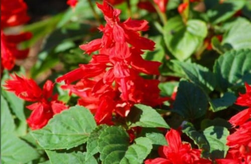 بذور سلفيا دوارف احمر 6