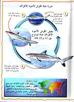 موسوعة الحيوانات - أسماك القرش