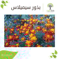 بذور سيميلاس