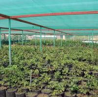 شبك الجزيرة 2×50×90%