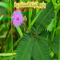 بذور النبتة المستحية