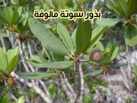 بذور سابوتا مألوفة