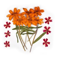 ورد مجفف مجموعة لون برتقالي رقم 14