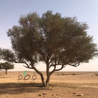 بذور طلح النجدي