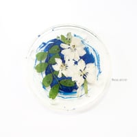 water plants كوستر