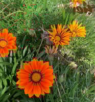 بذور زهرة الجازانيا ألوان متعددة (Gazania)