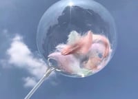 بلونات شفافه