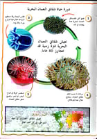 موسوعة الحيوانات البحرية