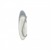 جذع شجرة صغير للأعمال الفنية طول 21 سم