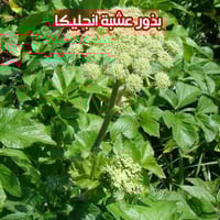 بذور عشبة انجليكا