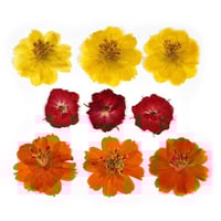 ورد مجفف مجموعة رقم 12