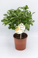 برتقال كالاموندين