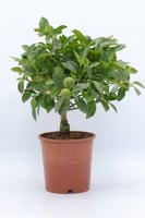 برتقال كالاموندين