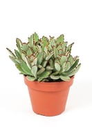 كالنشو توماتس مركن 14 سم