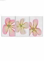 طقم من ٣ لوحات كانفاس على إطار خشبي، تصميم زهور، ل...