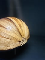 عود موسيقي ابداعي - لوكس فاخر