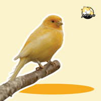 عصافير- الكناري