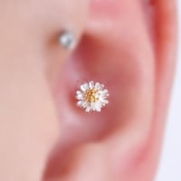 عود فضه عباد الشمس