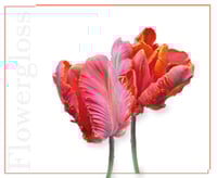 غلوس شفاه زهرة التوليب